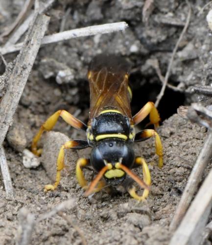 Réf. 283 234 : Gorytes sp.